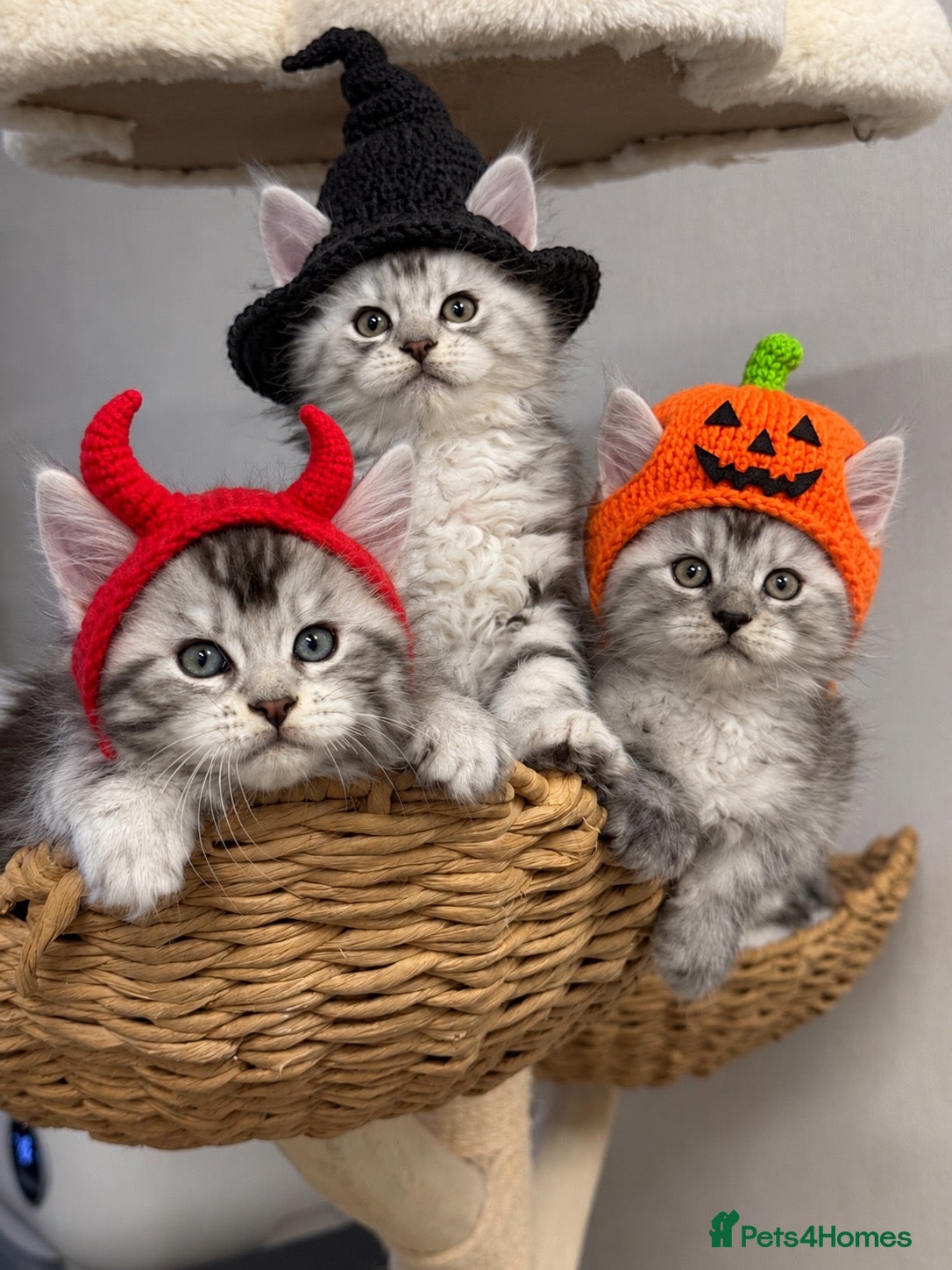 Maine Coon cats 🌟🌟 Amazing Kittens Maine Coon 🌟🌟 - Advert 2