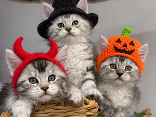 Maine Coon cats 🌟🌟 Amazing Kittens Maine Coon 🌟🌟 - Advert 23