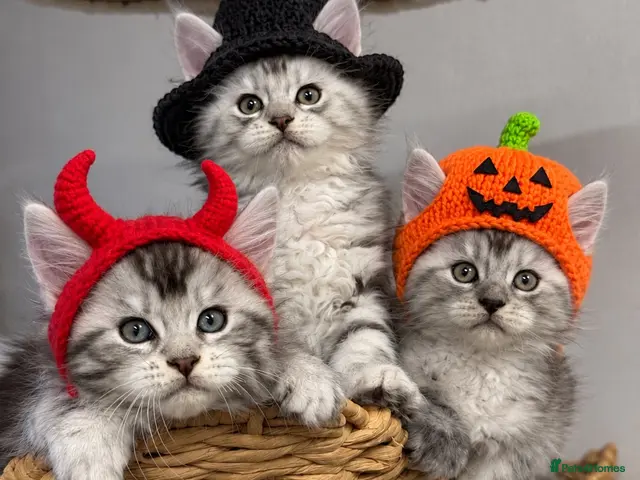 Maine Coon cats 🌟🌟 Amazing Kittens Maine Coon 🌟🌟 - Advert 9