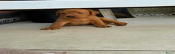 Labrador Retriever dogs for sale: Beautiful KC registered dark red Labrador puppies in York - Advert 20