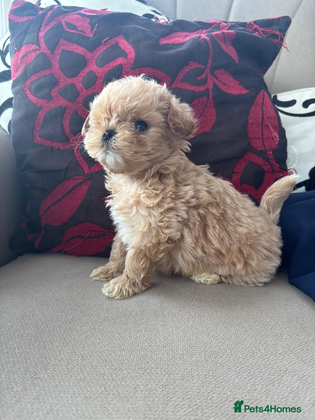 Maltipoo dogs Maltese cross Asian toy poodle  - Advert 2