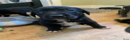 Mixed Breed dogs for sale: Huntaway x Border Collie puppies - Advert 12