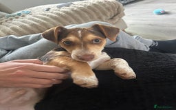 Mixed Breed dogs for sale: Miniature daschund & Jack Russell cross - Image 1