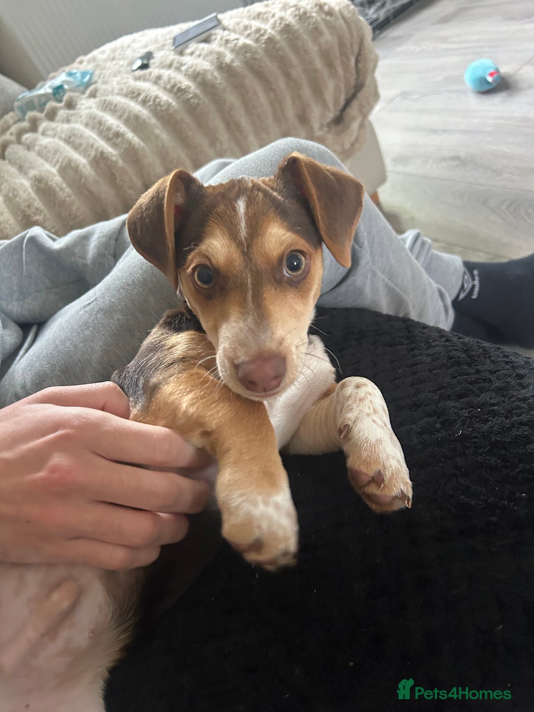 Mixed Breed dogs for sale: Miniature daschund & Jack Russell cross - Image 1