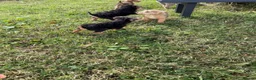 Lakeland Terrier dogs for sale: Lakeland Terrier pups - Advert 11