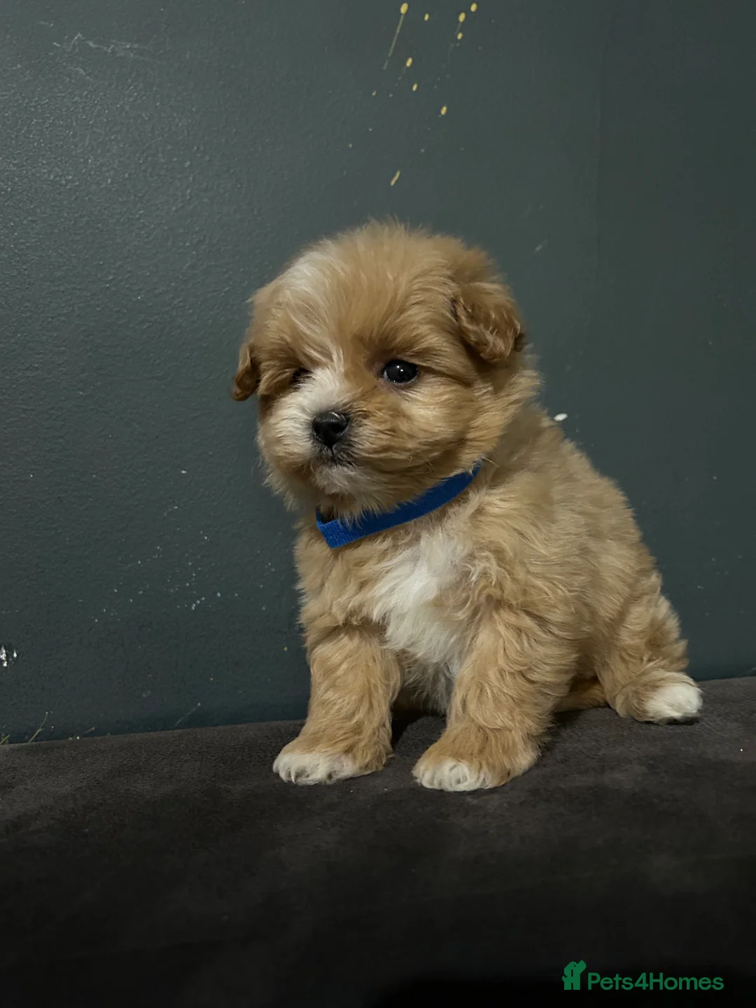Maltipoo dogs for sale: Toy maltipoo Ready to leave - Advert 36
