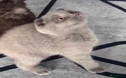 Scottish Fold cats for sale: Scotish kitten  - Image 13