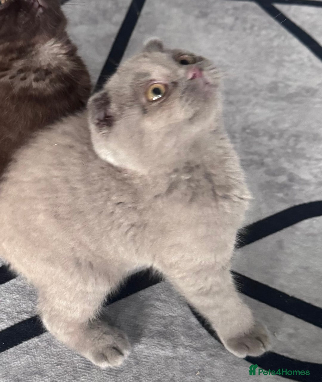 Scottish Fold cats for sale: Scotish kitten  - Image 13