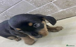 Dachshund dogs for sale: Miniature Dachshund puppies - Image 8