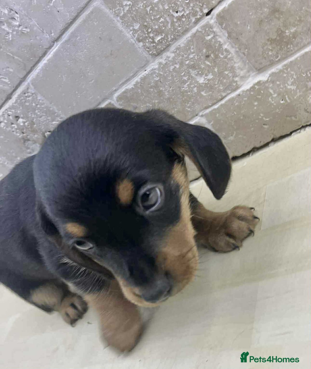 Dachshund dogs for sale: Miniature Dachshund puppies - Image 8