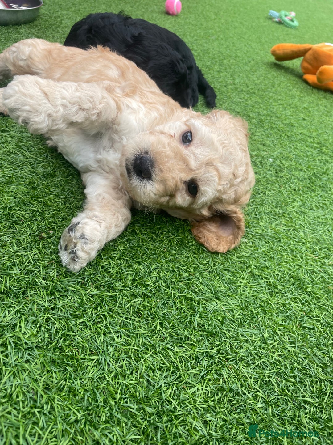Cockapoo dogs for sale: F2 Cockapoo Puppies in Washington - Image 5