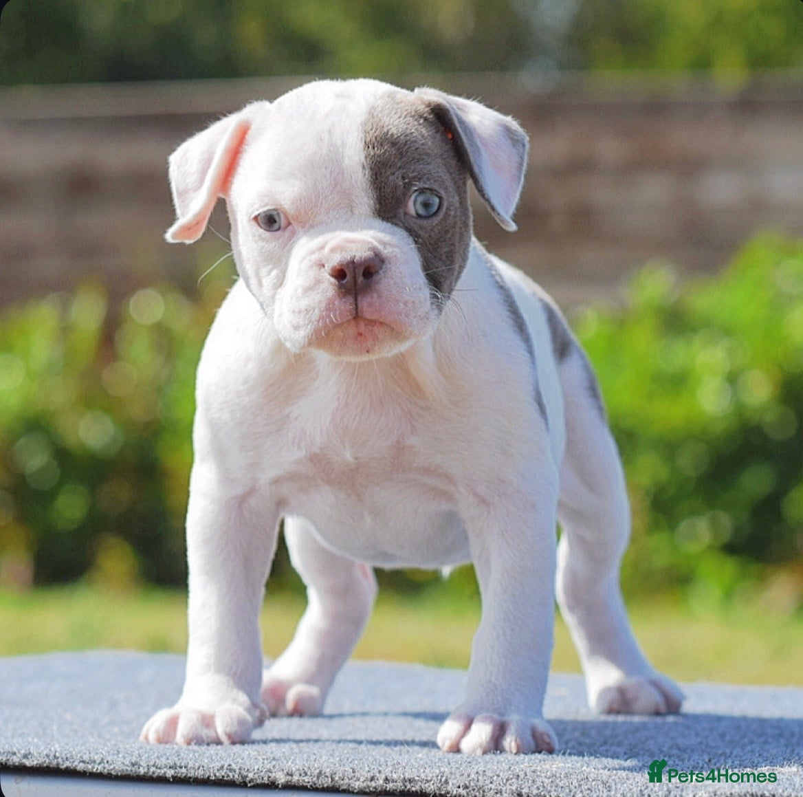 Olde English Bulldogge dogs 24 YEARS PROS, 5⭐️RATED LICENSED & REGISTERED  - Advert 3