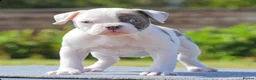 Olde English Bulldogge dogs for sale: 24 YEARS PROS, 5⭐️RATED LICENSED & REGISTERED  in Wisbech - Advert 10