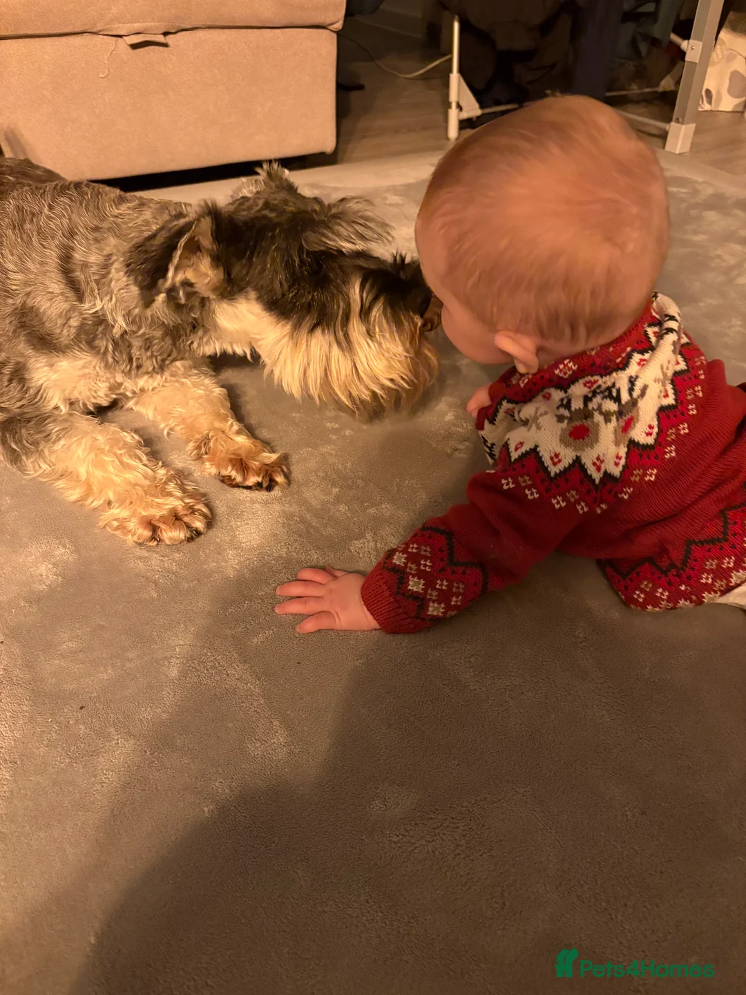 Miniature Schnauzer dogs for sale: Miniature Schnauzer  - Advert 2