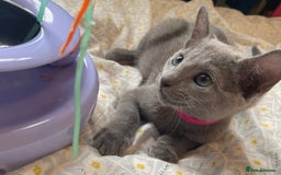 Russian Blue cats for sale: Pedigree Russian blue kittens - Ready to go - Image 5