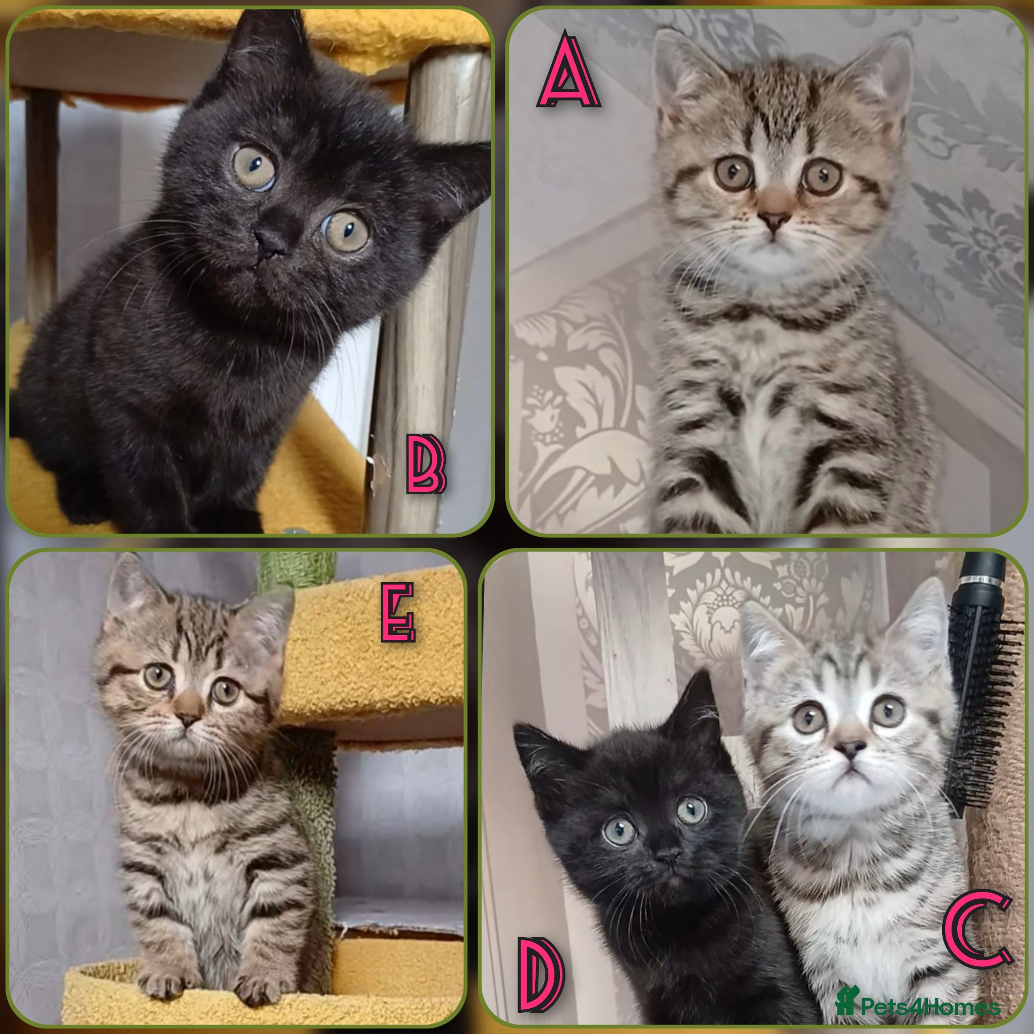 Mixed Breed cats British kittens 🎀 - Advert 3