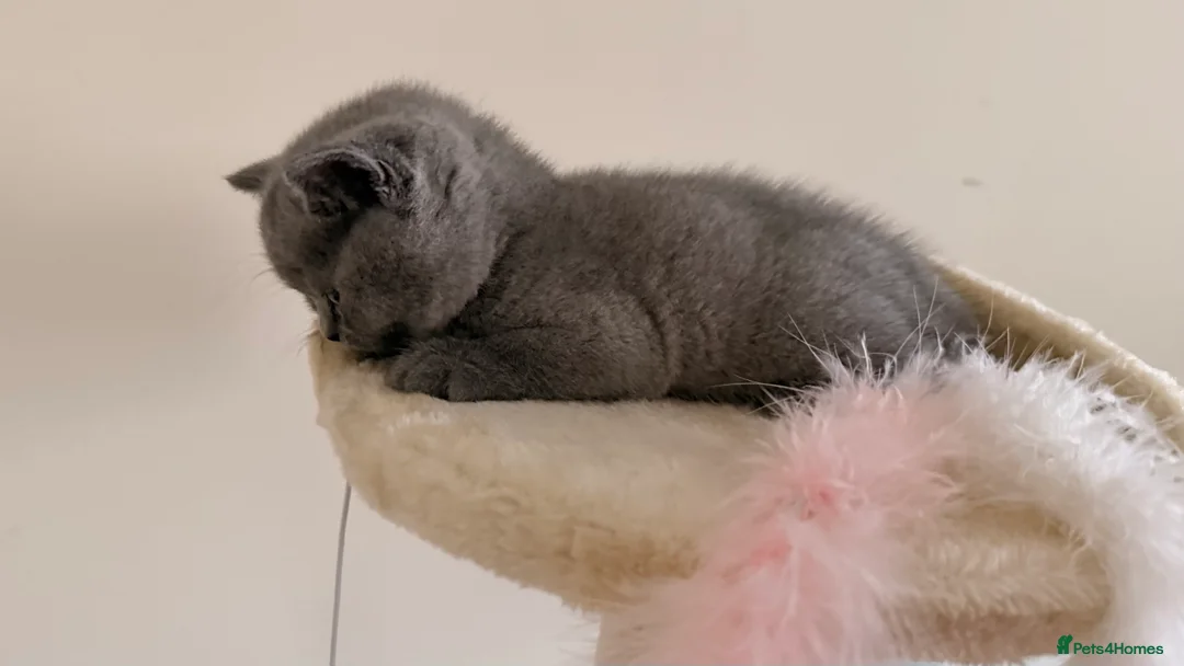British Shorthair cats for sale: British Short hair and Scotish Fold - Advert 18