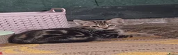 Bengal cats for sale: Bengal x British Short Hair Kittens  in Cupar - Advert 21