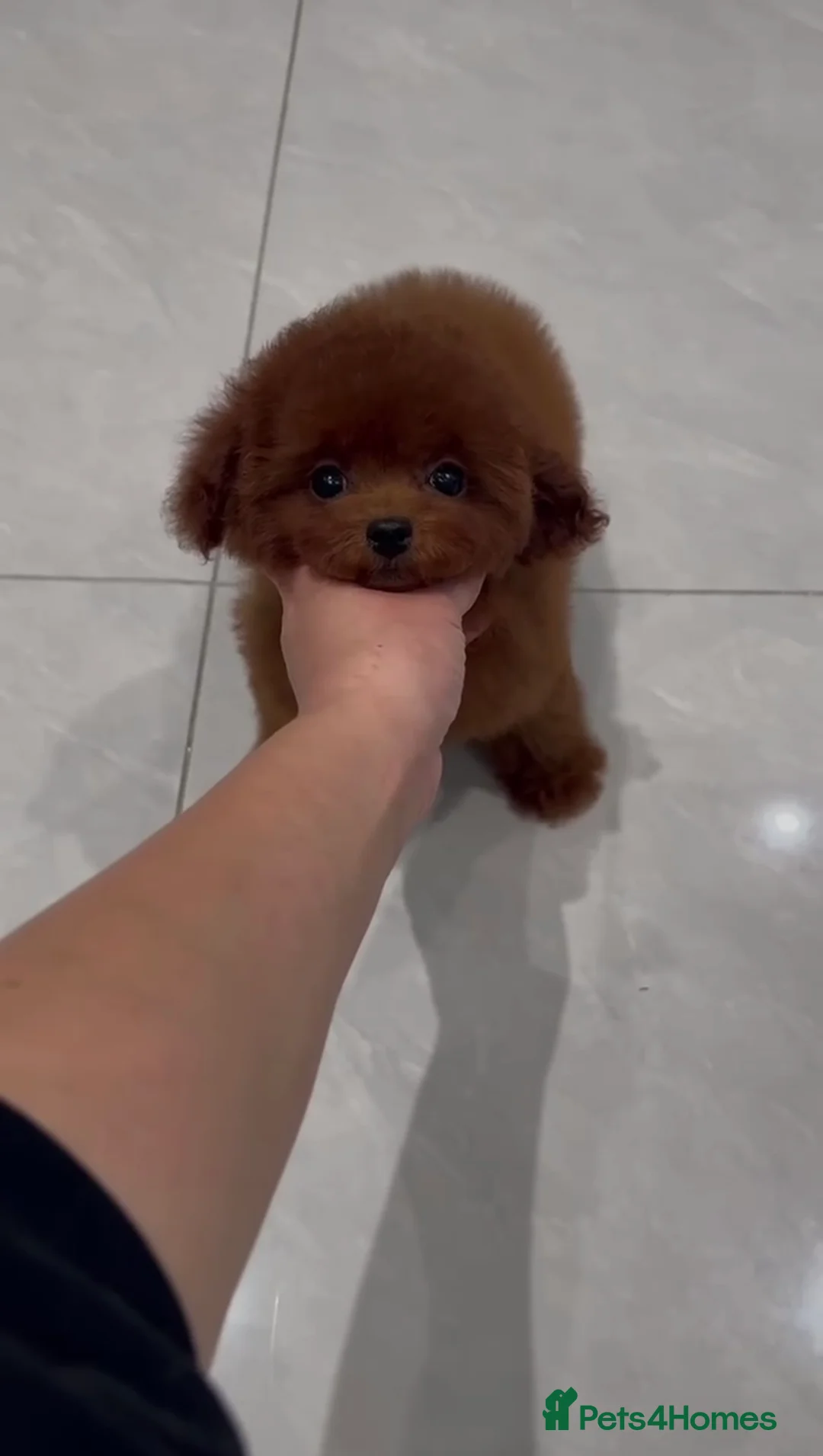 Poodle dogs for sale: Imported Asian Poodle Puppies Form China 🇨🇳🥰 - Advert 2