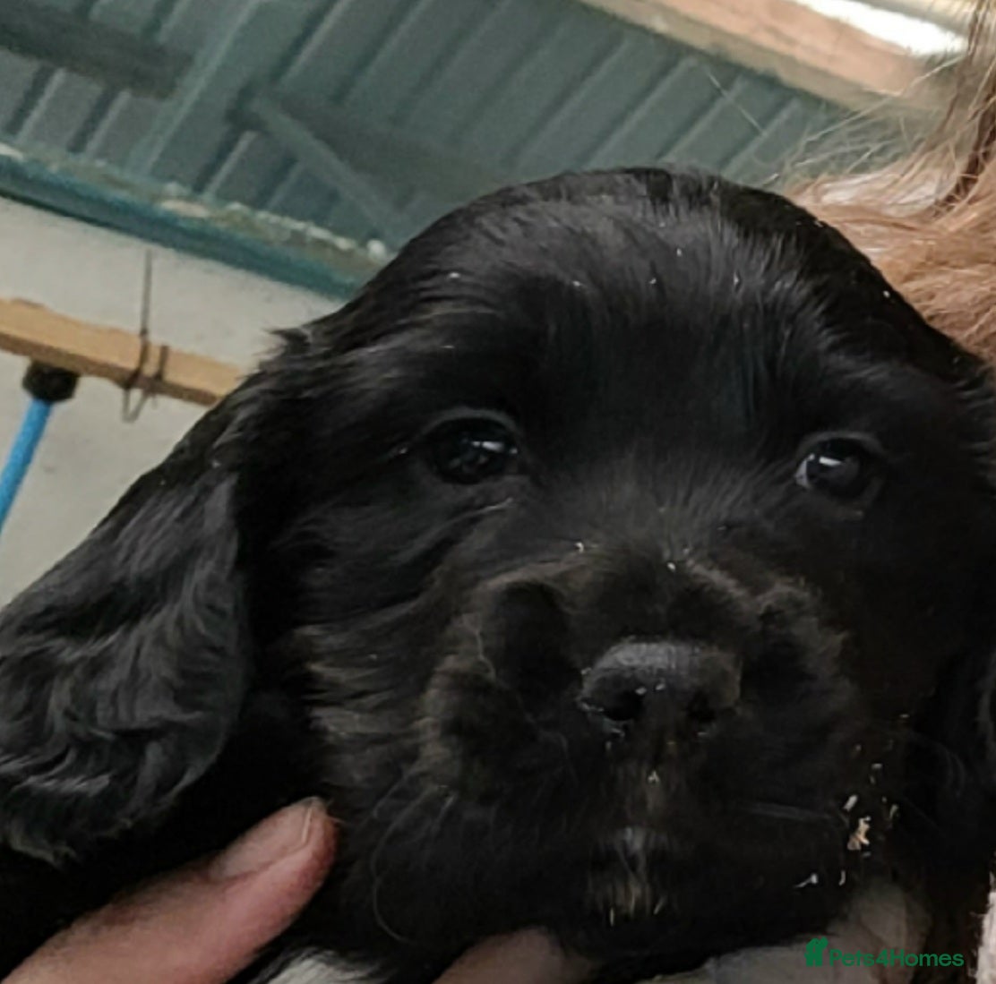 Sprocker dogs Sprocker Puppy - Advert 9