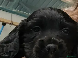 Sprocker dogs Sprocker Puppy - Advert 4