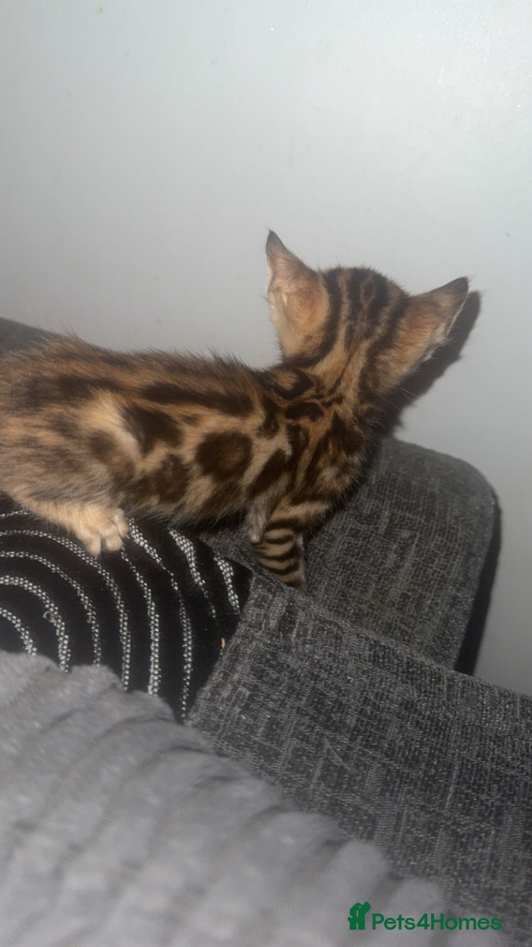 Bengal cats for sale: Bengal kittens  - Advert 28