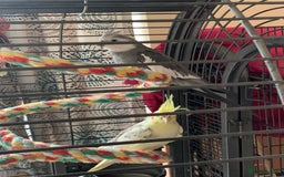 Cockatiels birds for sale: Male and female cockatiels  - Image 2