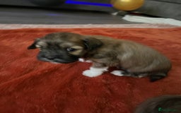 Lhasa Apso dogs for sale: Dogs  - Image 7