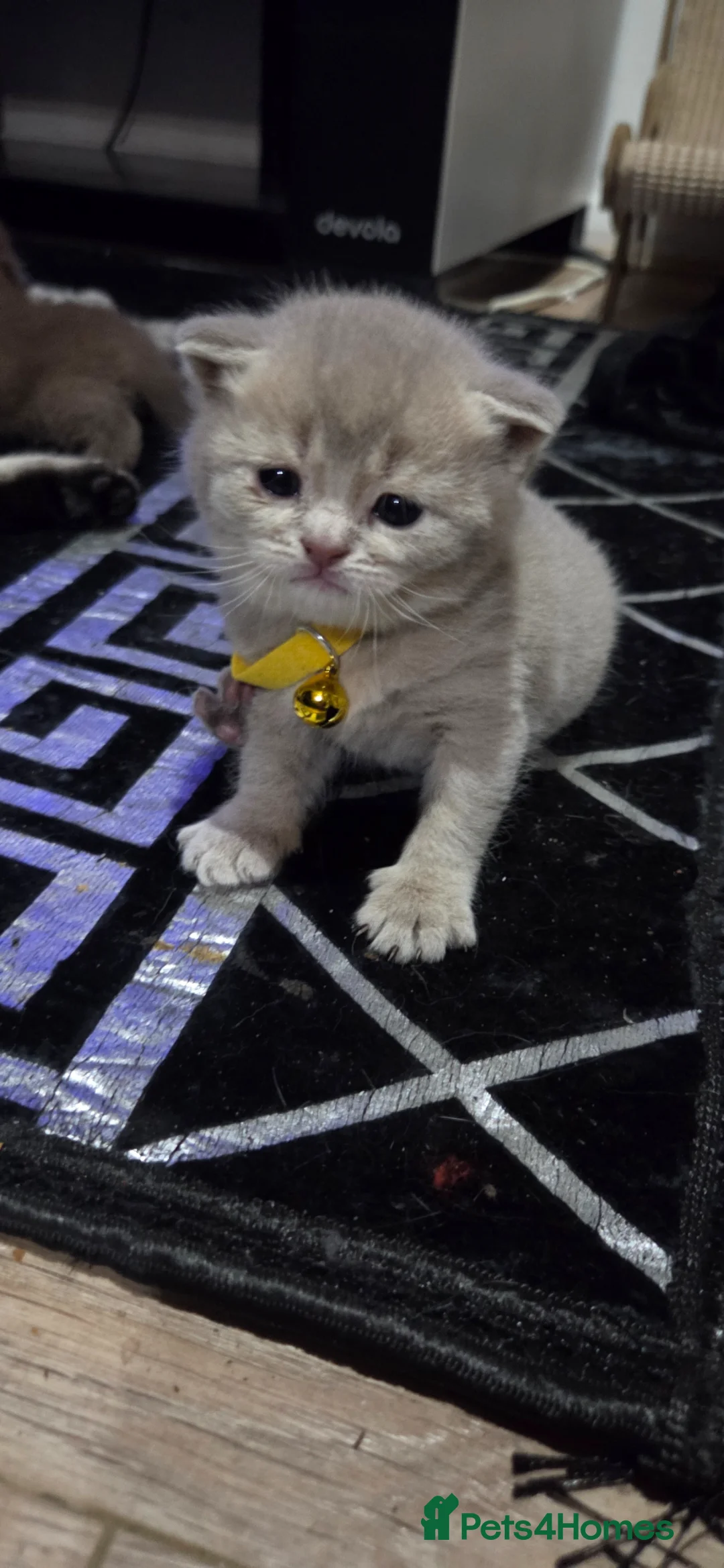 British Shorthair cats for sale: British Short Hair/ Scottish Fold - Advert 31