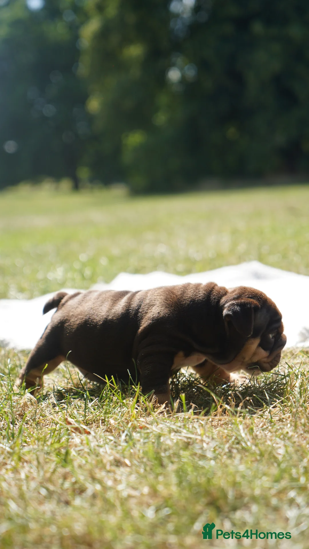 English Bulldog dogs for sale: 🏆 Quality English Bulldog Puppies 🏆 - Advert 36
