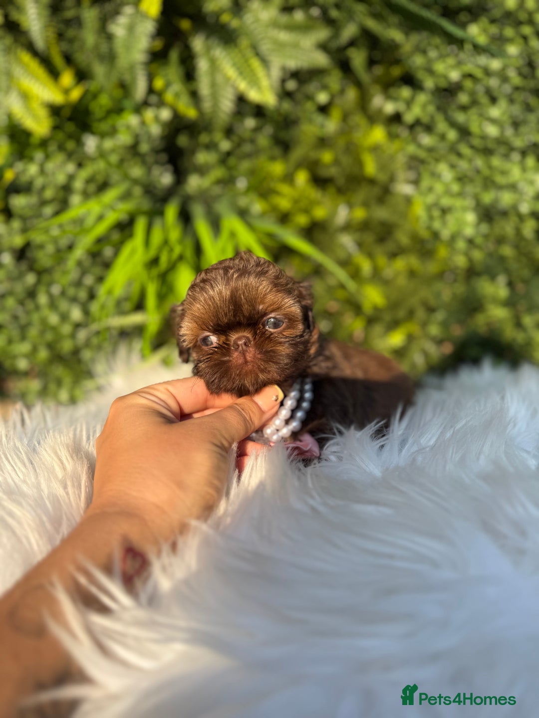 Shih Tzu dogs for sale: 💕Last Girl💕KC REG Imperial Shihtzu babydoll face - Image 22