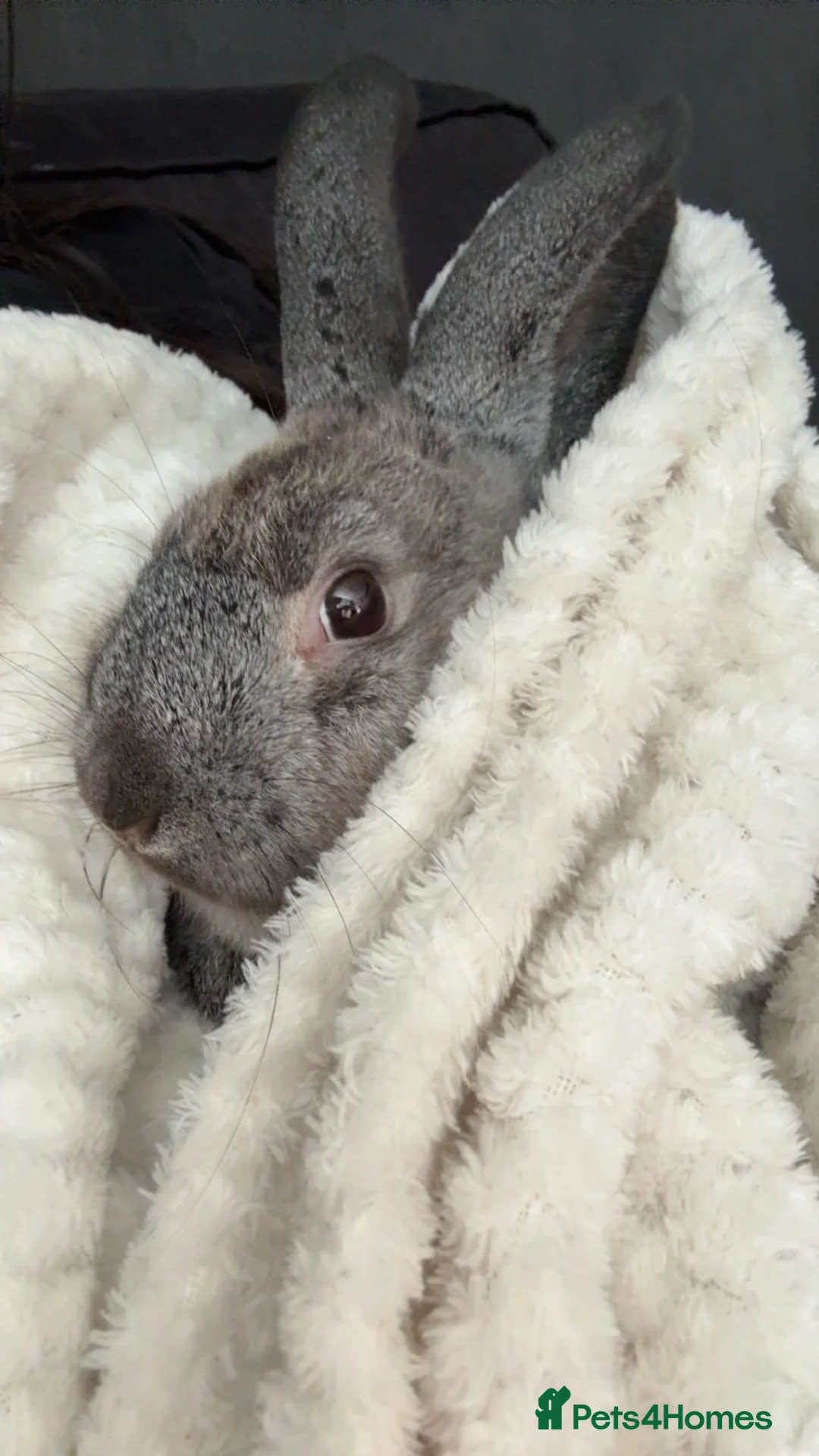 Mini Lop rabbits for sale: female rabbit for sale in Stanley - Advert 1