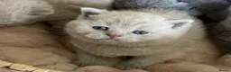 British Shorthair cats for sale: Adorable pedigree  Bsh babies - Advert 6