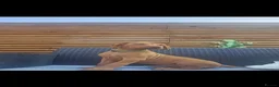 Rhodesian Ridgeback dogs for sale: Beautiful Rhodesian Ridgeback Puppies  - Advert 3