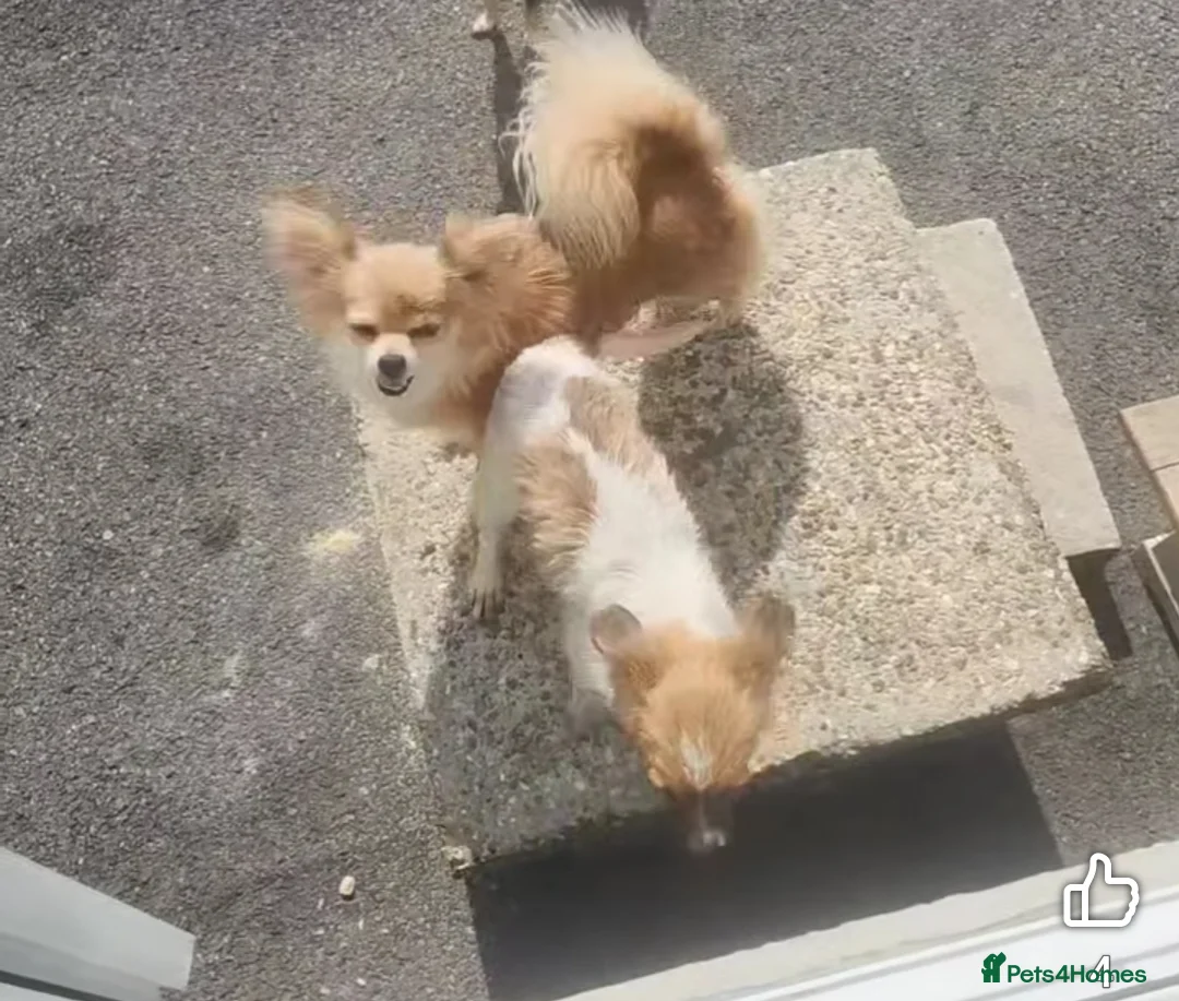 Mixed Breed dogs for sale: Looking for new laps  - Advert 12