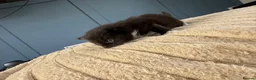 Mixed Breed cats for sale: Rag doll mix kittens bsh mixed kittens  - Advert 6