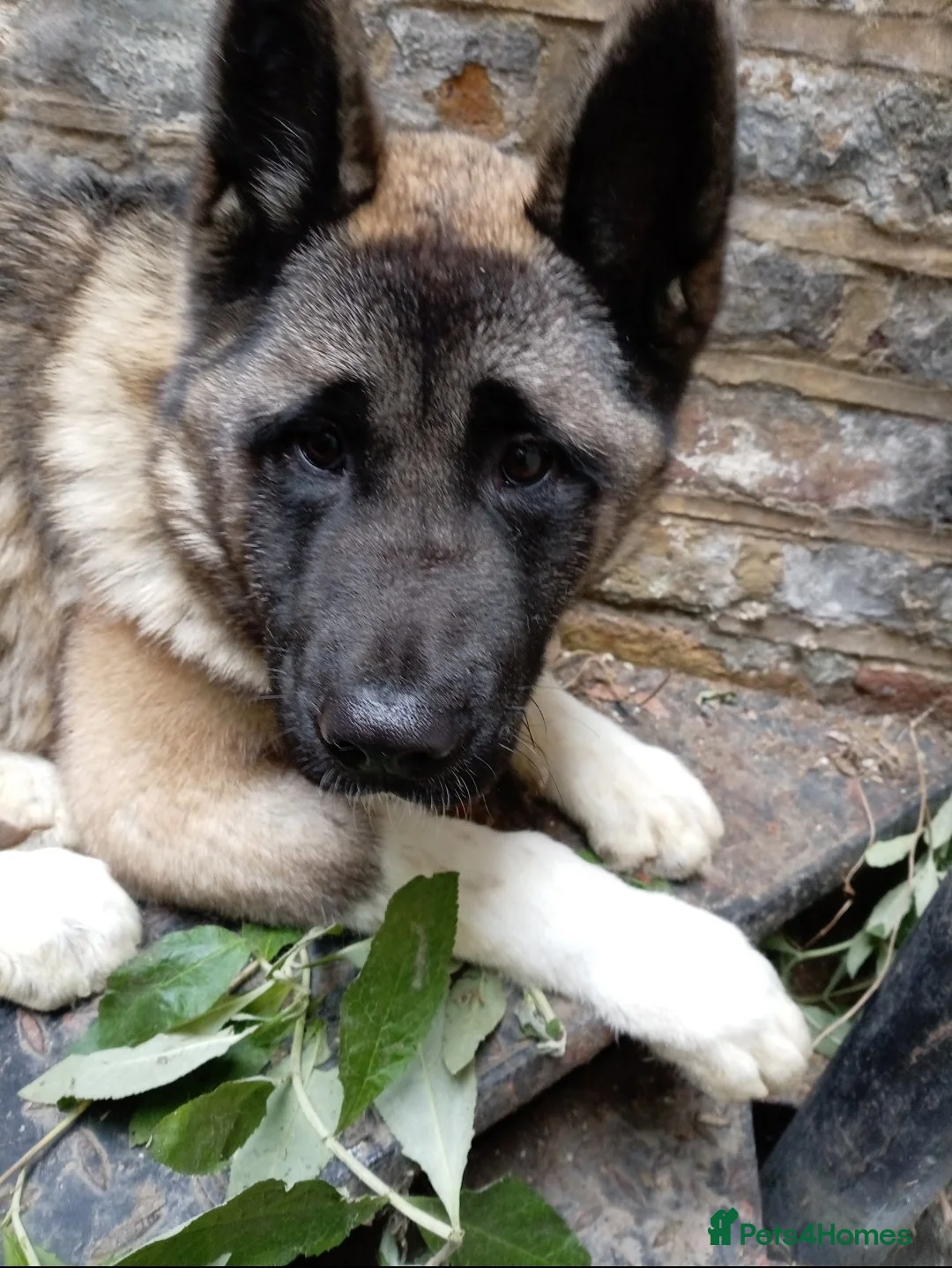 Akita dogs for sale: Kc reg akita puppy open to offers  - Advert 2