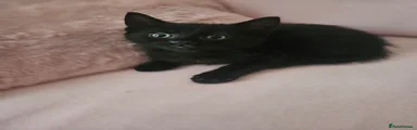 Mixed Breed Kitten 3
