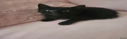 Mixed Breed cats for sale: Kittens - Advert 10