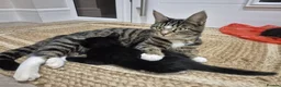 Mixed Breed cats for sale: Beautiful playful kittens - Advert 11