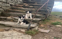 Border Collie dogs for sale: Last puppy left put of litter of 10!  - Image 6