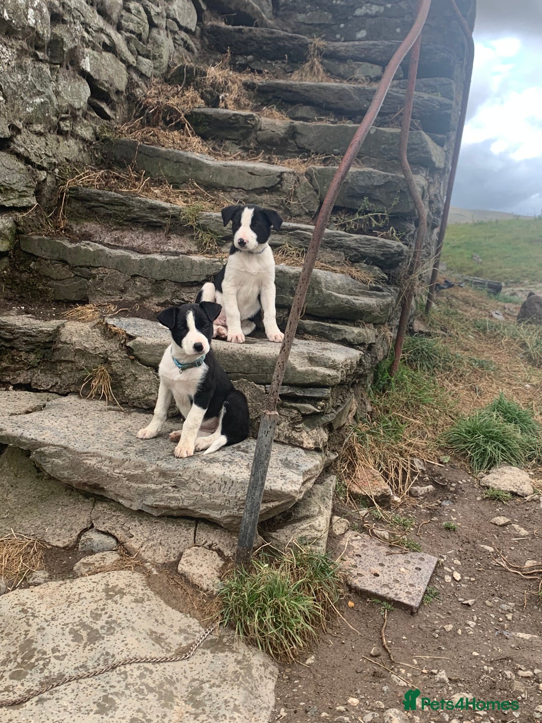 Border Collie dogs for sale: Last puppy left put of litter of 10!  - Image 6