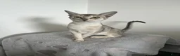Abyssinian cats for sale: GCCF-registered usual silver Abyssinian kitten - Advert 17