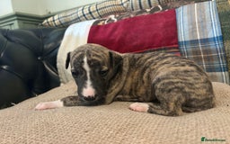 Whippet dogs for sale: Whippet Pups  - Image 12