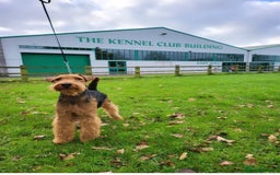 Welsh Terrier dogs for sale: Top Quality Welsh Terrier Male Puppies for Sale - Advert 2