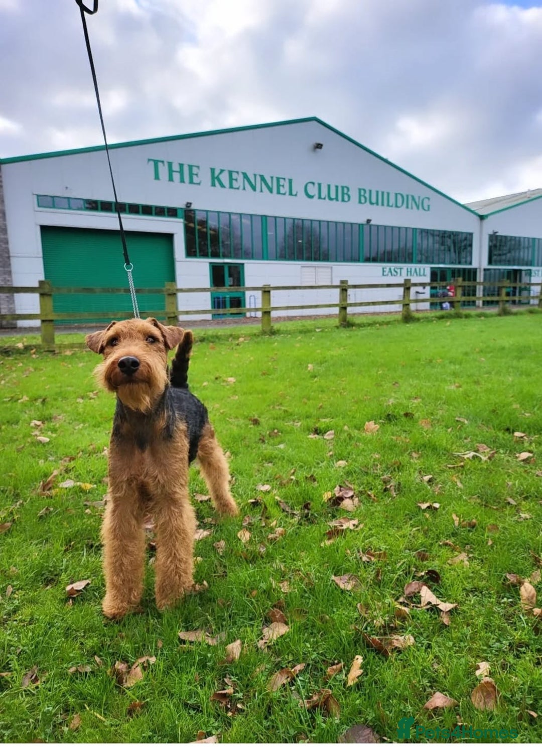 Welsh Terrier dogs for sale: Top Quality Welsh Terrier Male Puppies for Sale - Advert 2