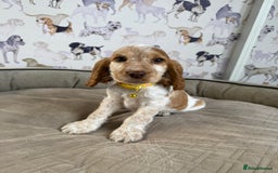 Cocker Spaniel dogs for sale: Beautiful show litter Cockers ready now - Image 8