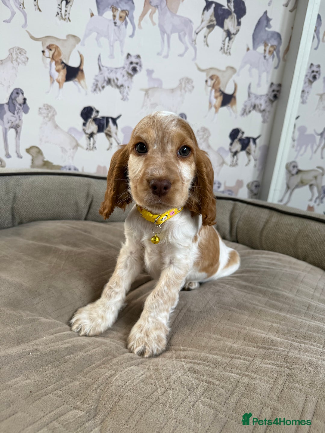 Cocker Spaniel dogs for sale: Beautiful show litter Cockers ready now - Image 8
