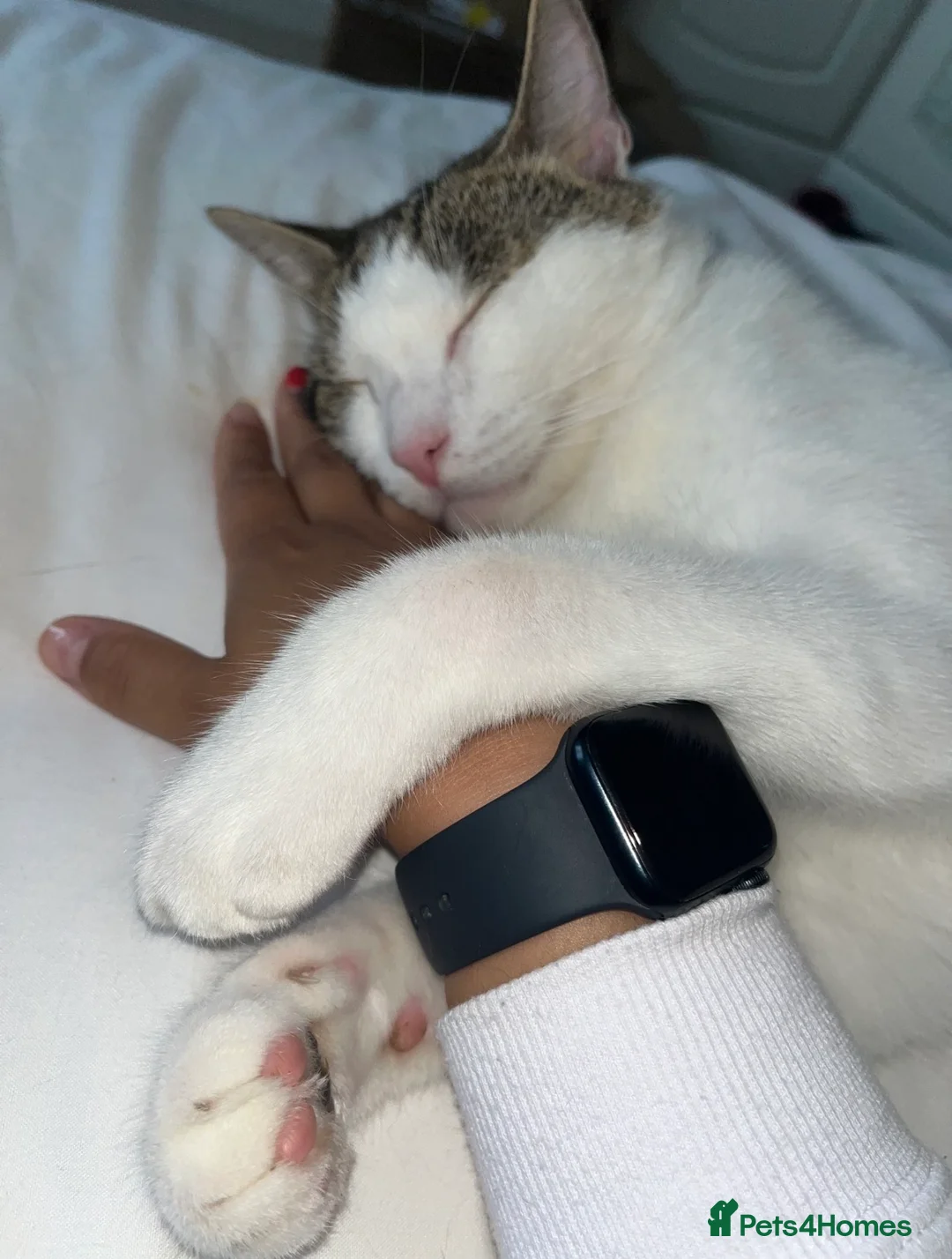 Domestic Shorthair cats for sale: Adorable & Affectionate 5yrs White & Tabby boy - Advert 2