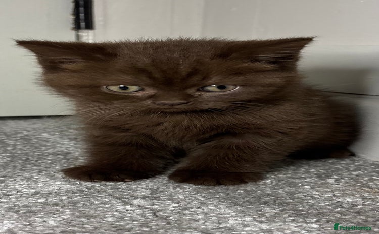 British Shorthair cats - Advert 14